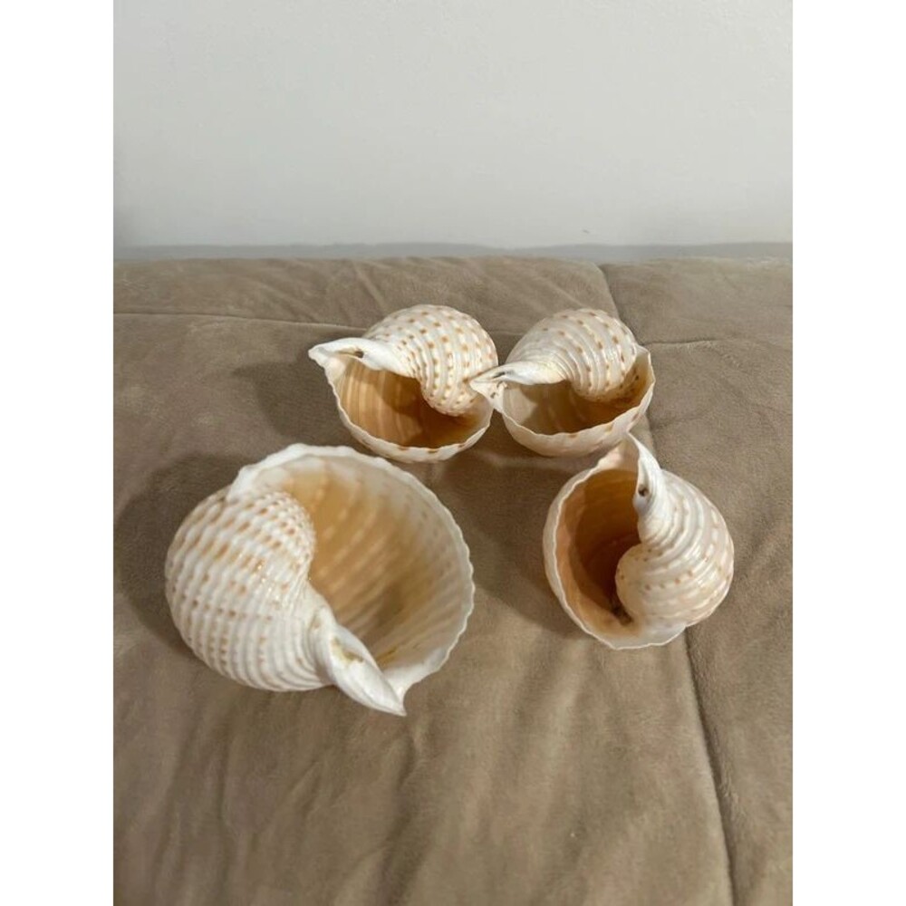 Spouted Tun Conch Shells - Picture 2 of 3